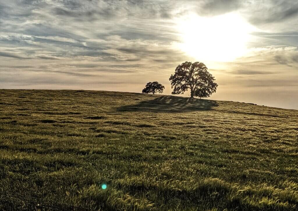 Oak trees casting long shadows on a rolling green hill at sunset in Oroville, Northern California.